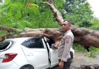 Pohon-Tumbang-Timpa-Mobil-dan-Tempat-Usaha-Cuci-Motor-di-Kolhua,-Kapolsek-Maulafa-Pimpin-Evakuasi-dan-Imbau-Warga-Waspada.