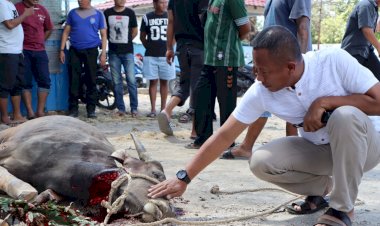 Rayakan-Idul-Adha-1444-H,-Polresta-Kupang-Kota-Lakukan-Pemotongan-Hewan-Qurban