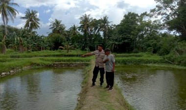 Dukung-Program-Pemerintah-Pusat,-Bhabinkamtibmas-Batuplat-Lakukan-Pendampingan-Terhadap-Warga-Binaan-Peternak-Ikan-Nila.