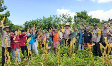 Kapolresta-Kupang-Kota-Lakukan-Panen-Jagung-Tahap-I-di-Naimata