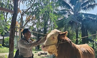 Sapi-Milik-Bhabinkamtibmas-Terpilih-Jadi-Hewan-Kurban-Presiden-Prabowo-di-Indragiri-Hulu