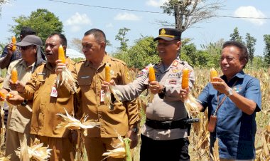 Kapolsek-Maulafa-Hadiri-Panen-Jagung-Bersama-di-Fatukoa,-Wujud-Dukungan-Swasembada-Pangan-Tahun-2025.