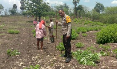 Bhabinkamtibmas-Dukung-Ketahanan-Pangan,-Dampingi-Kelompok-Tani-Tanam-Jagung-di-Naioni.