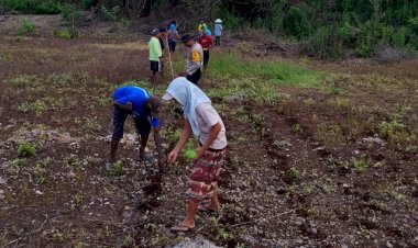 Bhabinkamtibmas-Naioni-Dukung-Ketahanan-Pangan-Lewat-Penanaman-Jagung-di-Lahan-CPCL-Polresta-Kupang-Kota