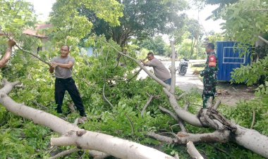 Polsek-Alak-Sigap-Bersihkan-Pohon-Tumbang-yang-Halangi-Akses-Jalan-di-Kelurahan-Penkase-Oeleta.