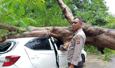 Pohon-Tumbang-Timpa-Mobil-dan-Tempat-Usaha-Cuci-Motor-di-Kolhua,-Kapolsek-Maulafa-Pimpin-Evakuasi-dan-Imbau-Warga-Waspada.