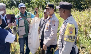 Dukung-Ketahanan-Pangan,-Kapolsek-Maulafa-Panen-Raya-Jagung-di-Dua-Kelurahan,-Hasilkan-Belasan-Ton.