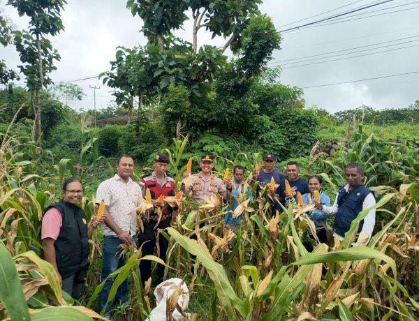 Mendukung Program Ketahanan Pangan, Kapolsek Maulafa Panen Raya Jagung di Kelurahan Bello.