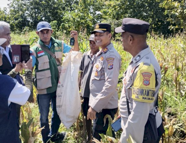 Dukung Ketahanan Pangan, Kapolsek Maulafa Panen Raya Jagung di Dua Kelurahan, Hasilkan Belasan Ton.