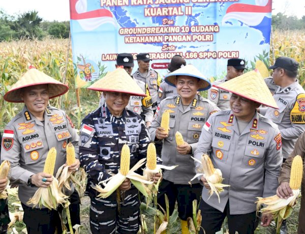 Di Tengah Hujan, Kapolda NTT Pimpin Semangat Ketahanan Pangan Lewat Panen Raya Jagung 2026.