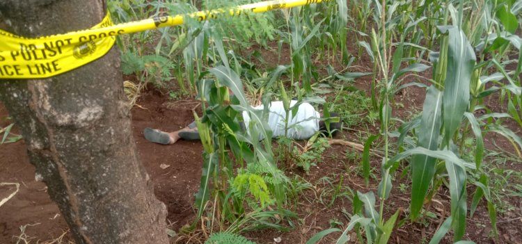 Polsek Maulafa Bergerak Cepat Amankan TKP Penemuan Mayat di Kebun Jagung Milik Warga