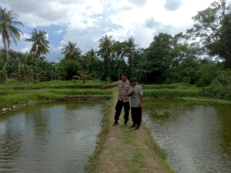 Dukung Program Pemerintah Pusat, Bhabinkamtibmas Batuplat Lakukan Pendampingan Terhadap Warga Binaan Peternak Ikan Nila.