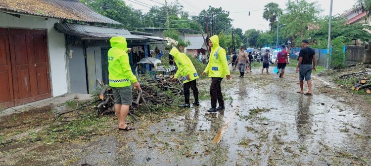 Respon Cepat Polresta Kupang Kota Evakuasi Pohon Tumbang di Jalan Alfons Nisnoni Alak.