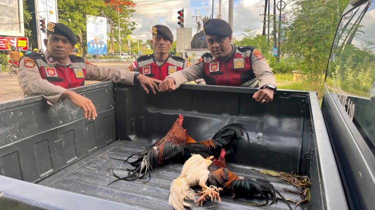 Polresta Kupang Kota Grebek Dua Lokasi Perjudian Sabung Ayam, Pemain Kabur Tinggalkan Barang Bukti.