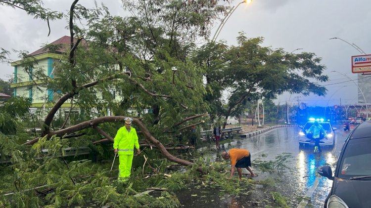 Pohon Tumbang Ganggu Arus Lalin, Kasat Lantas Pimpin Anggota Lakukan Penebangan di Lokasi