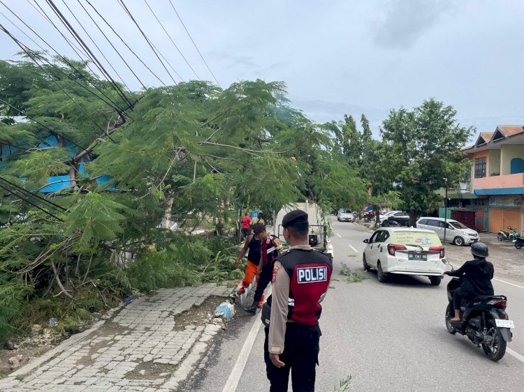 Satuan Samapta dan BPBD Kota Kupang Tangani Pohon Tumbang di Depan Ruko Oebobo.