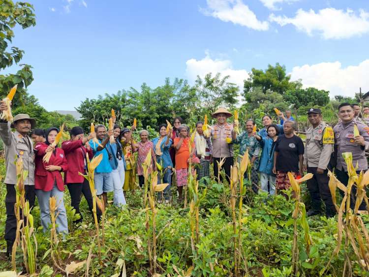 Kapolresta Kupang Kota Lakukan Panen Jagung Tahap I di Naimata