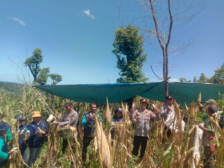 Kapolsek Maulafa Panen Jagung di Kolhua, Wujudkan Swasembada Pangan.