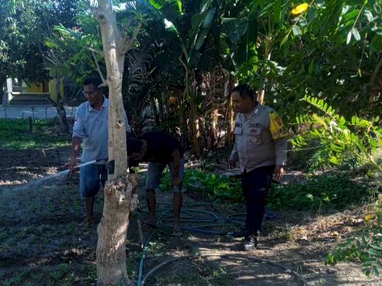 Peduli Kesejahteraan Warga, Bhabinkamtibmas Sikumana Sediakan Lahan dan Bibit untuk Pertanian.