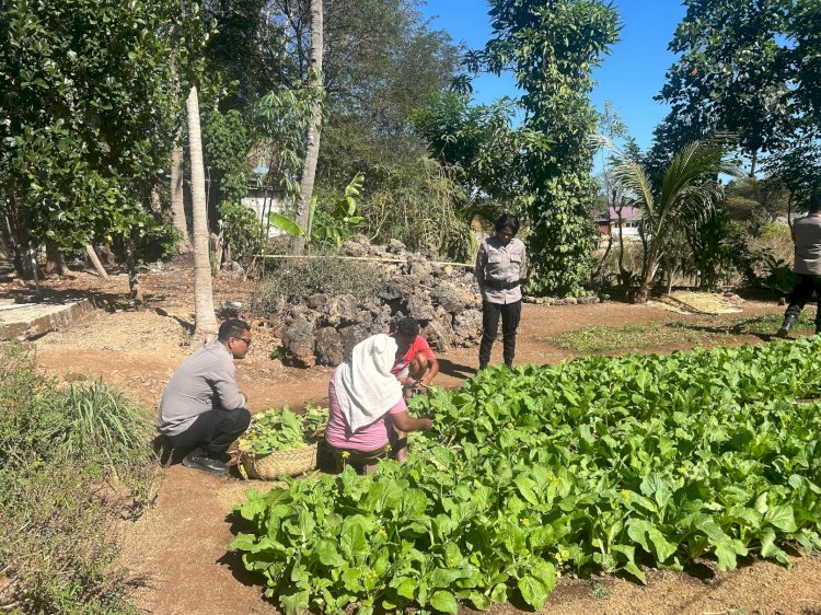 Satbinmas Polresta Kupang Kota Sambang Petani Pekarangan, Dukung Ketahanan Pangan Warga.