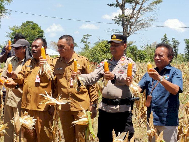 Kapolsek Maulafa Hadiri Panen Jagung Bersama di Fatukoa, Wujud Dukungan Swasembada Pangan Tahun 2025.