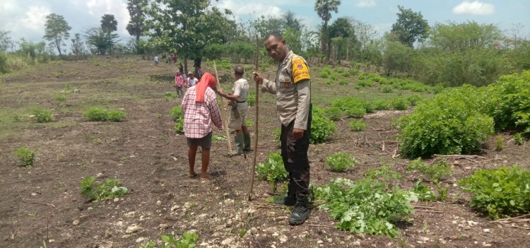 Bhabinkamtibmas Dukung Ketahanan Pangan, Dampingi Kelompok Tani Tanam Jagung di Naioni.