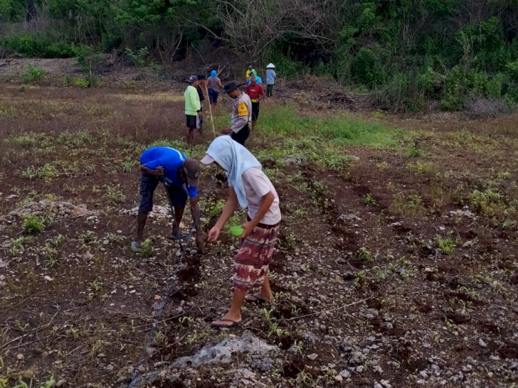 Bhabinkamtibmas Naioni Dukung Ketahanan Pangan Lewat Penanaman Jagung di Lahan CPCL Polresta Kupang Kota