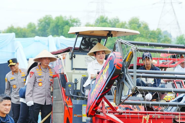 Kapolri-Ketua Komisi IV Pimpin Panen Raya Jagung Serentak, Wujud Nyata Dukung Ketahanan Pangan Nasional.