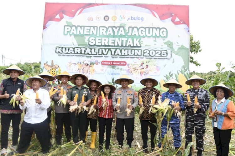 Kapolda NTT Pimpin Panen Raya Jagung Kuartal IV 2025, Perkuat NTT sebagai Lumbung Jagung Nasional.