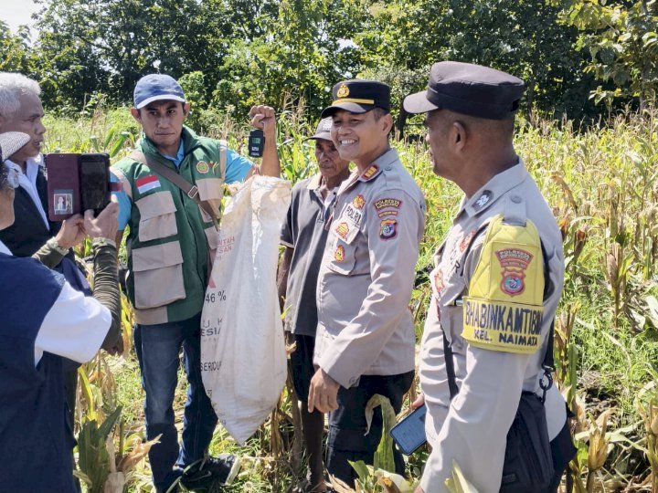 Dukung Ketahanan Pangan, Kapolsek Maulafa Panen Raya Jagung di Dua Kelurahan, Hasilkan Belasan Ton.