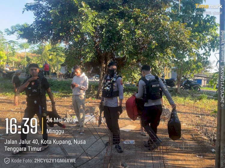 Gerebek Judi Sabung Ayam di Fatukoa, Sat Samapta Polresta Kupang Kota Amankan Sejumlah Barang Bukti.