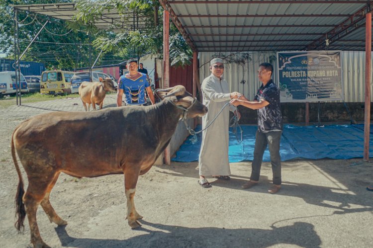 Sambut Idul Adha 1447 H, Polresta Kupang Kota Sembelih 4 Sapi dan 2 Kambing untuk Tingkatkan Kepedulian Sosial.